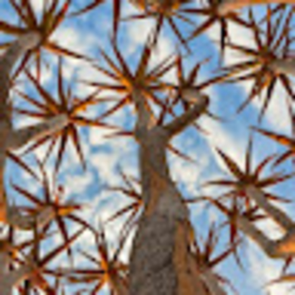 Meet your Posher, Emmy